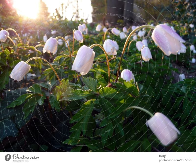 früh morgens... Umwelt Natur Pflanze Sonne Frühling Wetter Schönes Wetter Blume Blatt Blüte Wildpflanze Buschwindröschen Anemonen Blühend glänzend leuchten