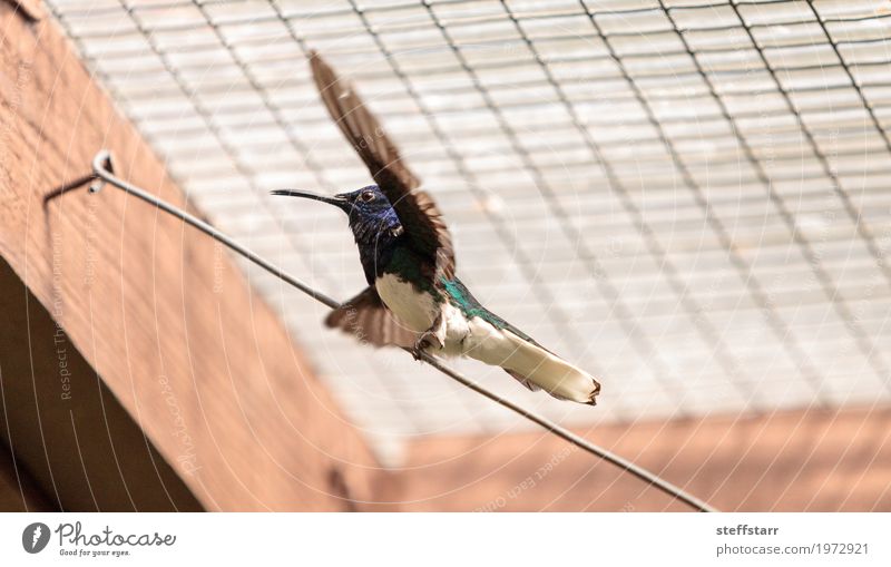 Weißer necked Jacobin-Kolibri Natur Tier Vogel Tiergesicht Flügel 1 wild blau grün violett Weißer Ausschnitt Jakobiner Florisuga mellivora Wildvogel Feder