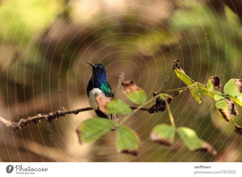 Weißer necked Jacobin-Kolibri Natur Pflanze Baum Garten Tier Vogel 1 wild blau braun grün violett weiß Weißer Ausschnitt Jakobiner Florisuga mellivora Wildvogel