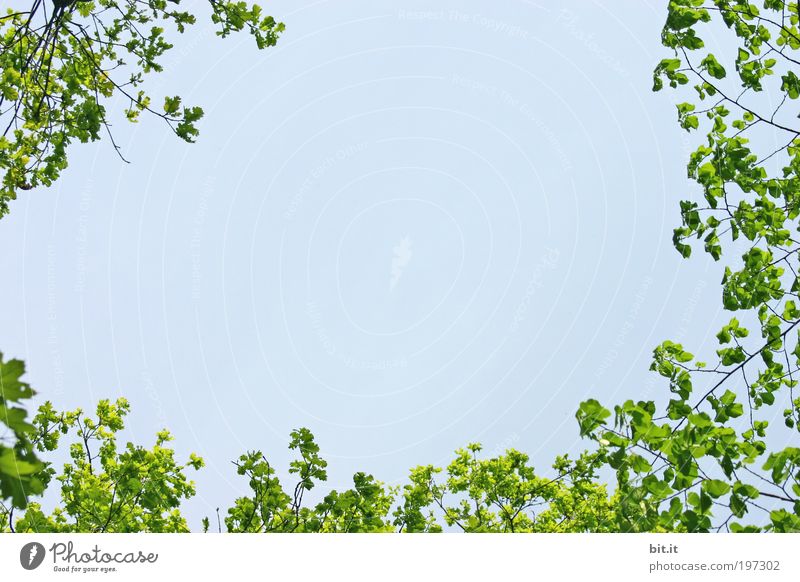 FRÜHLING LIEGT IN DER LUFT II Umwelt Natur Landschaft Pflanze Luft Himmel Schönes Wetter Baum Blatt Grünpflanze Park blau grün Kranz Rahmen umrandung Farbfoto