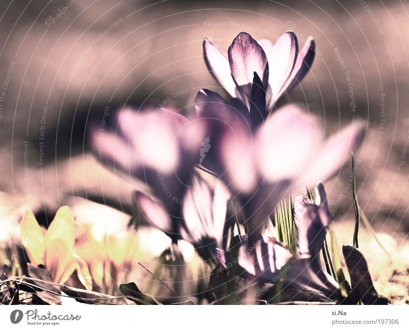 Kro....küsse Umwelt Natur Landschaft Tier Pflanze Blume Blatt Blüte Wildpflanze Krokus Krokusse Wiese Blühend Duft leuchten verblüht Wachstum Freundlichkeit