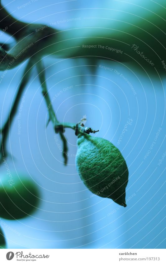 Bio-Zitrone Pflanze Baum Grünpflanze Nutzpflanze blau grün Zitronenbaum Limone Frucht Ast Geäst Farbfoto Gedeckte Farben Innenaufnahme Nahaufnahme