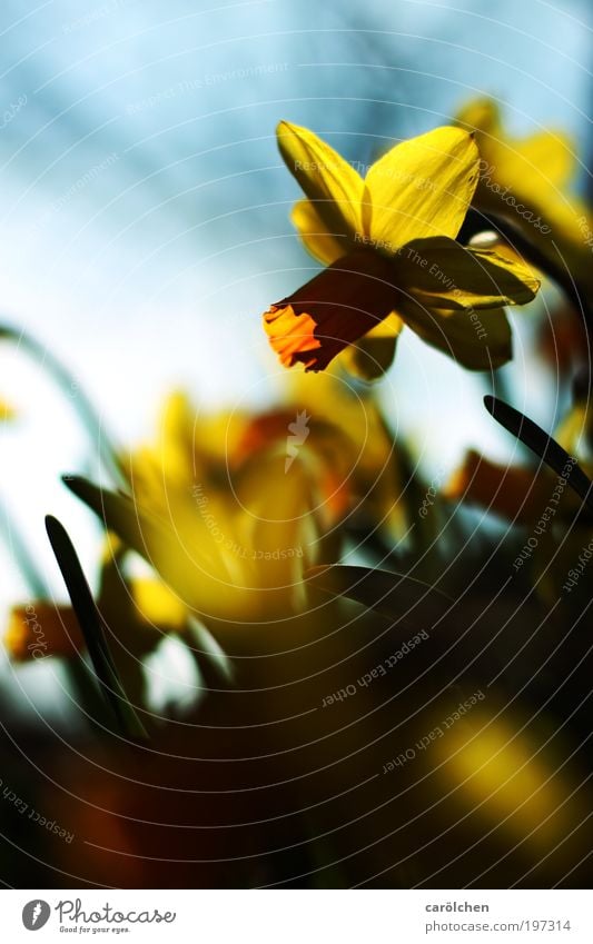 Narzisse Natur Pflanze Frühling Sommer Schönes Wetter Blume Blüte Narzissen Garten Park Wiese blau gelb schwarz Kontrast carölchen Frühlingsblume