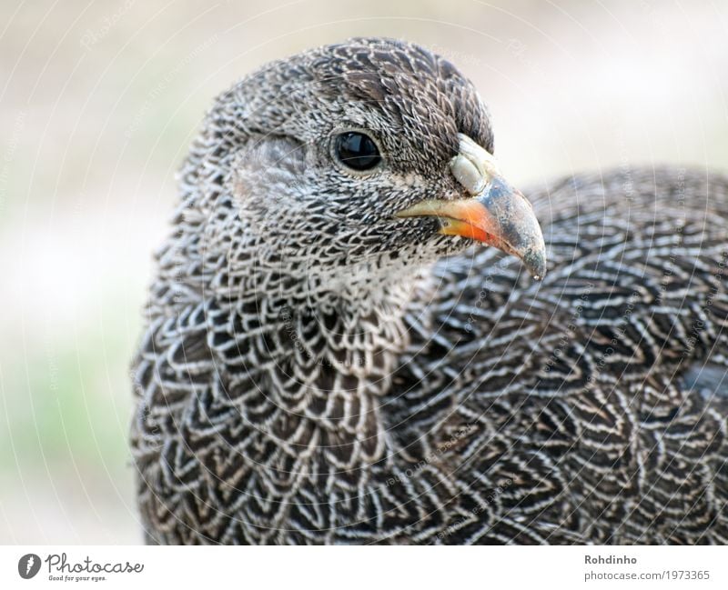 Vogelportrait Natur Sommer Südafrika Tier Haushuhn Laufvogel 1 schön Schnabel Federvieh Muster Farbfoto Außenaufnahme Nahaufnahme Detailaufnahme Menschenleer