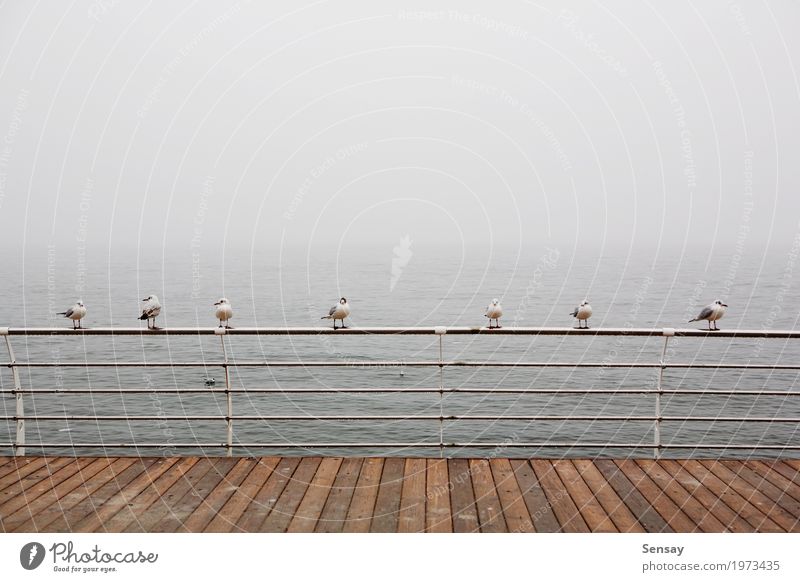 Seemöwen, die auf dem Geländer im nebelhaften Meer sitzen Wasser Horizont Nebel Wellen Küste Strand Bucht Vogel fliegen klein blau braun Sealife stumm schalten