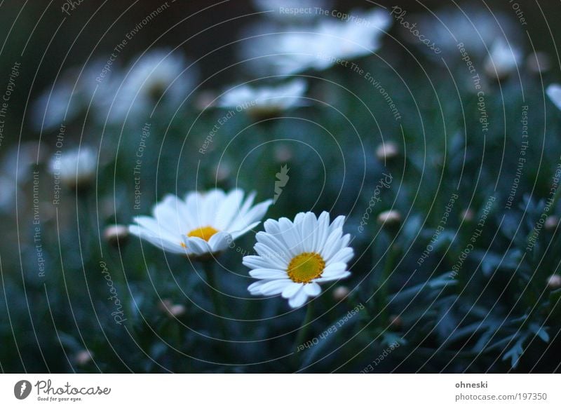 In Bloom Umwelt Natur Pflanze Frühling Blüte Blume Margerite Stimmung Glück Lebensfreude Frühlingsgefühle Optimismus Hoffnung Farbfoto Gedeckte Farben