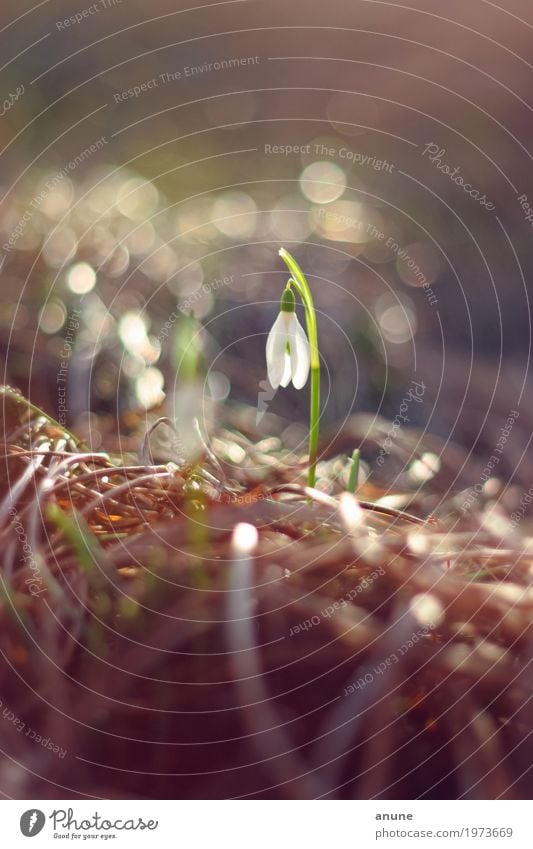 Früh blüht sich! Umwelt Natur Pflanze Frühling Klima Schönes Wetter Blume Blüte elegant frisch niedlich schön Frühlingsgefühle Vorfreude Ausdauer Einsamkeit