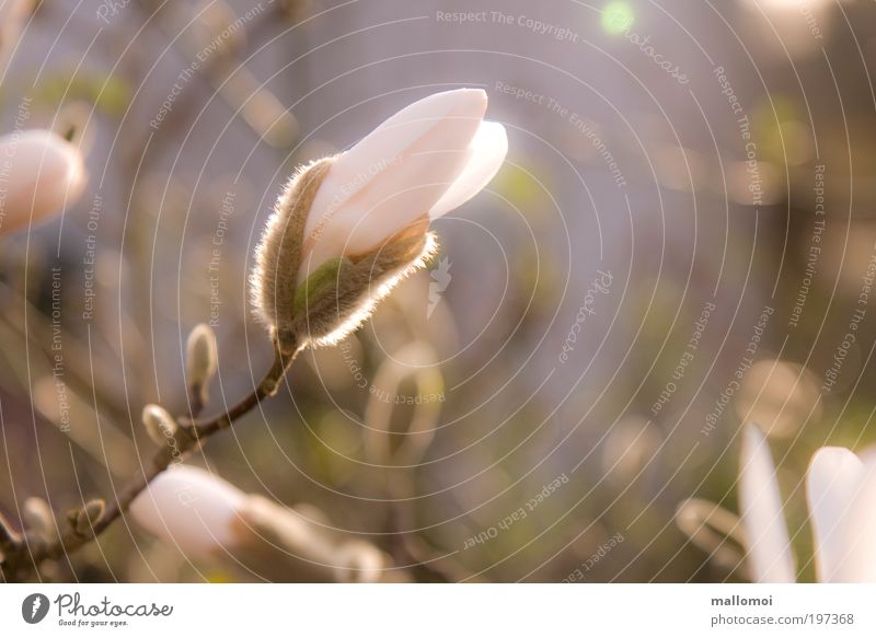 aufbrechen Umwelt Natur Pflanze Sonnenaufgang Sonnenuntergang Frühling Blüte Magnolienblüte Blütenknospen Blühend Wachstum Duft Wärme weich violett rosa weiß