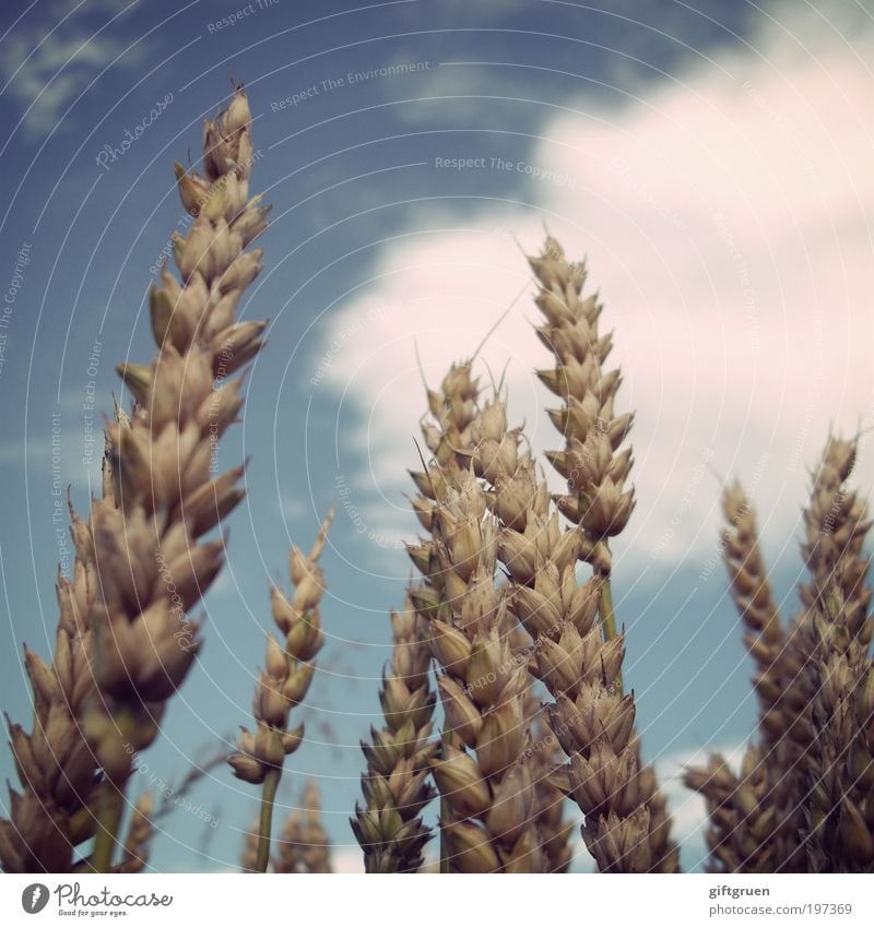 vollkorn Lebensmittel Getreide Ernährung Bioprodukte Vegetarische Ernährung Natur Himmel Wolken Herbst Pflanze Feld Wachstum Kornfeld Weizen Weizenfeld Vollkorn