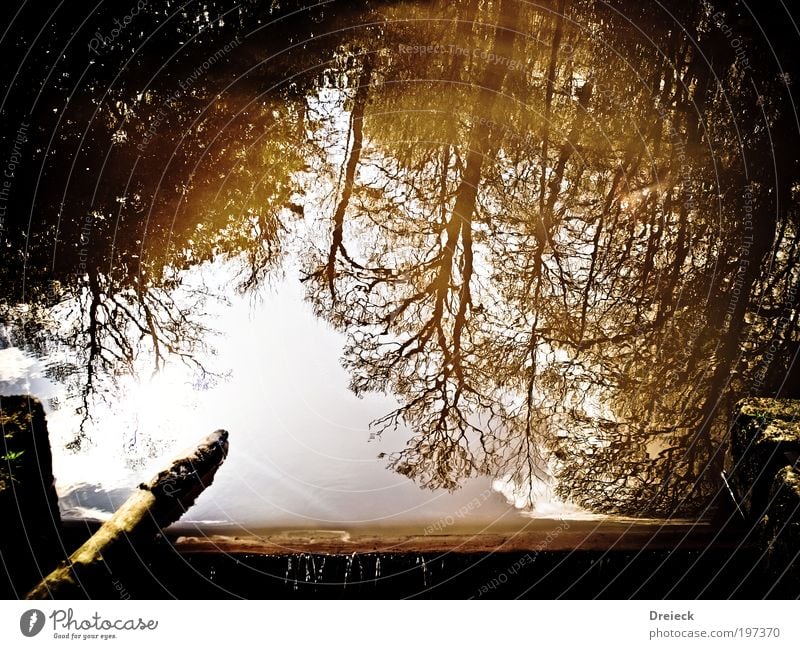 ueber den Dingen stehen... Umwelt Natur Landschaft Urelemente Wasser Himmel Sonne Sonnenlicht Frühling Wetter Schönes Wetter Baum Blatt Park Wald Urwald See