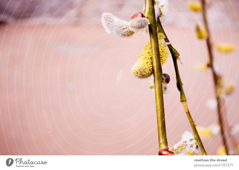 ERSTE ZEICHEN Umwelt Natur Tier Frühling Schönes Wetter Pflanze Gras Sträucher Blatt Blüte Grünpflanze Wiese hängen Beginn Frieden Idylle Leben Leichtigkeit