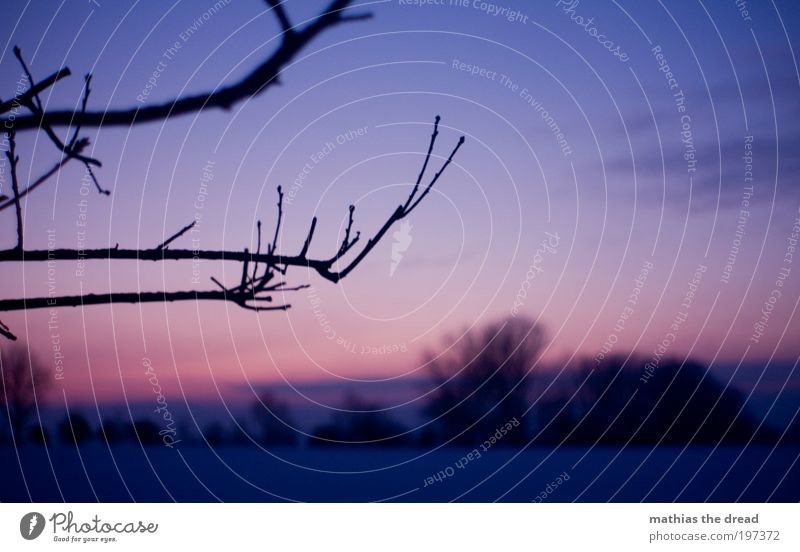 LETZTE ZEICHEN Umwelt Natur Landschaft Pflanze Himmel Wolken Horizont Winter Klima Schönes Wetter Eis Frost Hagel Schnee Baum Blume Gras Wildpflanze Wiese Feld