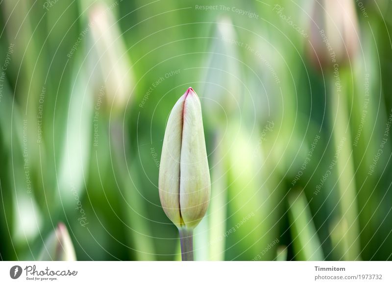 Frühling jetzt! Umwelt Natur Pflanze Blume Tulpe Blüte Park Blühend Wachstum ästhetisch einfach natürlich grün rot Gefühle Lebensfreude Frühlingsgefühle