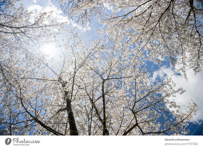 Sonnenenergie Teil 4 Natur Pflanze Himmel Frühling Wetter Schönes Wetter Baum Park blau rosa weiß rein ruhig Wachstum Wandel & Veränderung Kirschbaum