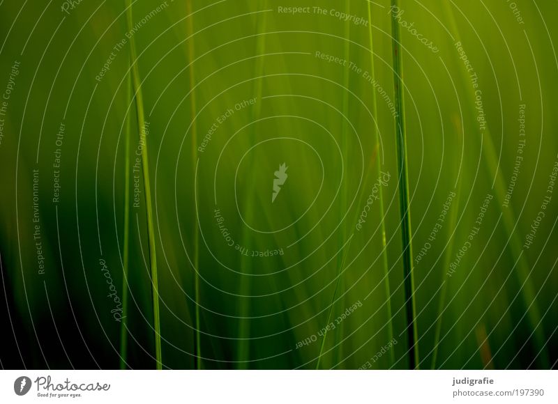 Gras Umwelt Natur Pflanze Sommer Wiese Duft Wachstum frisch natürlich weich grün ästhetisch Farbe Farbfoto Außenaufnahme Hintergrund neutral Tag Unschärfe