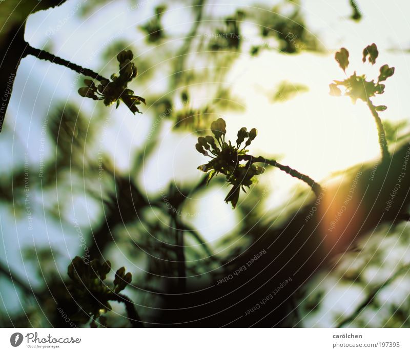 die Sonne bricht durch Umwelt Natur Landschaft Himmel Wolkenloser Himmel Sonnenaufgang Sonnenuntergang Frühling Sommer Baum Blüte Grünpflanze Park blau gelb