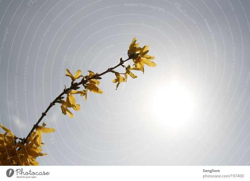 erstes Gelb Sonnenlicht Frühling Schönes Wetter Pflanze Blume Blüte Blühend gelb Frühlingsgefühle Vorfreude Goldregen Himmel Frühlingsblume Frühlingstag