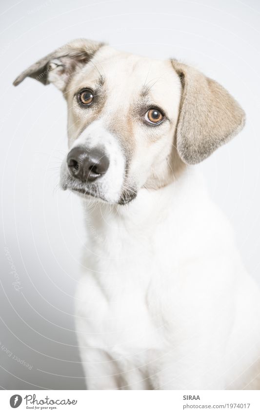 Milo aus Griechenland Tier Haustier Hund Fell 1 beobachten hocken Blick sitzen ästhetisch schön dünn weiß Treue Wachsamkeit Leben Leichtigkeit Neugier Mischling