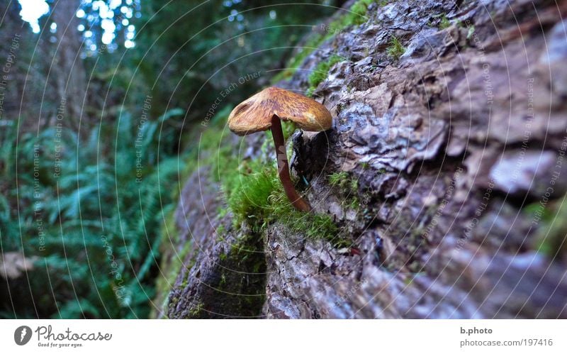 Pilz gehabt? Umwelt Natur Landschaft Pflanze Baum Moos Wildpflanze Baumrinde Pilzhut Wald Urwald Holz dreckig Duft fantastisch frei Unendlichkeit kalt klein