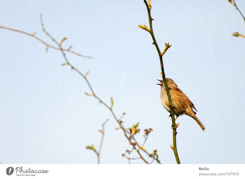 Verdeckte Ermittlungen Umwelt Natur Pflanze Tier Himmel Frühling Sträucher Hundsrose Wildtier Vogel 1 Brunft festhalten sitzen frei klein natürlich blau Gefühle