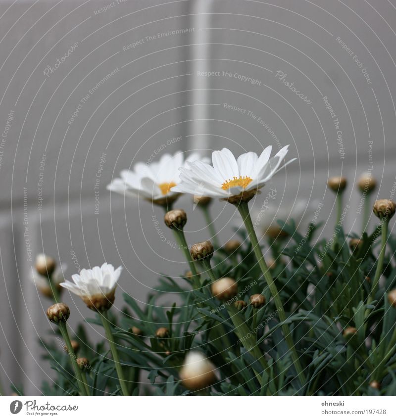 In hell Umwelt Natur Pflanze Blume Blatt Blüte Garten grün Frühlingsgefühle Leben Glück Wachstum Farbfoto mehrfarbig Außenaufnahme Textfreiraum oben Tag