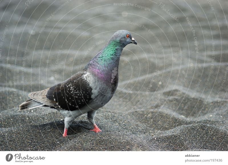 Barfuß Umwelt Natur Tier Urelemente Erde Klima Wetter Schönes Wetter Küste Strand Wildtier Vogel Taube Tiergesicht Flügel 1 gehen laufen schreiten Farbfoto