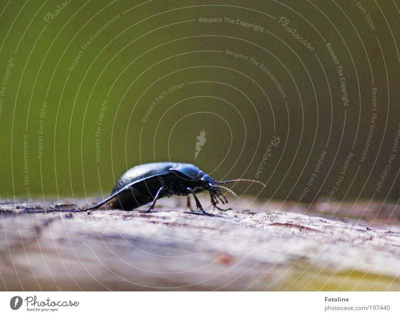 Bockkäfer Umwelt Natur Pflanze Tier Frühling Klima Wetter Schönes Wetter Wärme Baum Park Wildtier Käfer Tiergesicht 1 krabbeln hell klein natürlich Baumstumpf