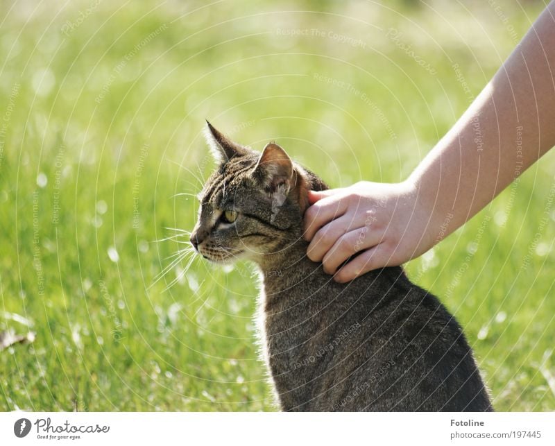 Streicheleinheit Mensch Hand Finger Umwelt Natur Tier Urelemente Erde Frühling Sommer Klima Wetter Schönes Wetter Garten Wiese Haustier Katze Tiergesicht Fell