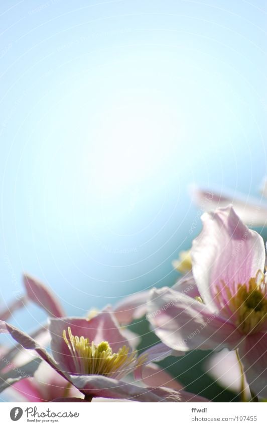 Blühling Pflanze Himmel Frühling Schönes Wetter Blume Blüte Blühend frisch natürlich Frühlingsgefühle Reinheit Leichtigkeit Wachstum gedeihen Farbfoto