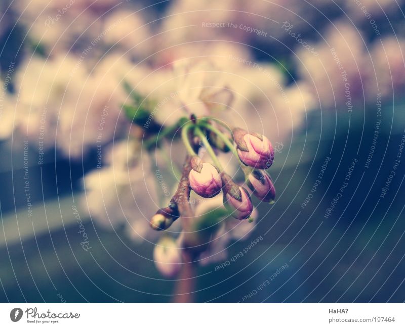 Soft buds Natur Pflanze Sonnenlicht Frühling Schönes Wetter Baum Blume Blatt Blüte Duft neu blau gelb grau grün rosa Farbfoto mehrfarbig Außenaufnahme