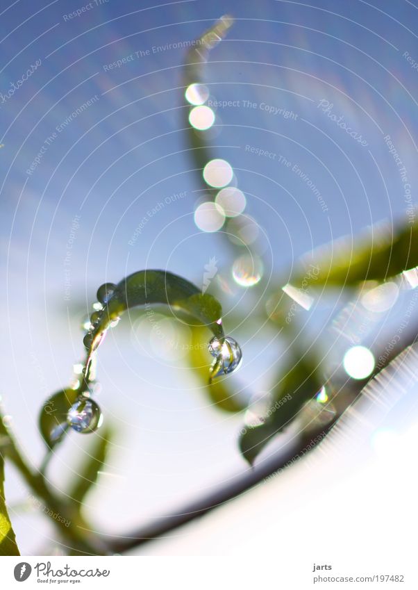 frisches grün Umwelt Natur Wasser Wassertropfen Himmel Sonne Sonnenlicht Schönes Wetter Pflanze Blatt Grünpflanze natürlich schön Kraft rein Farbfoto