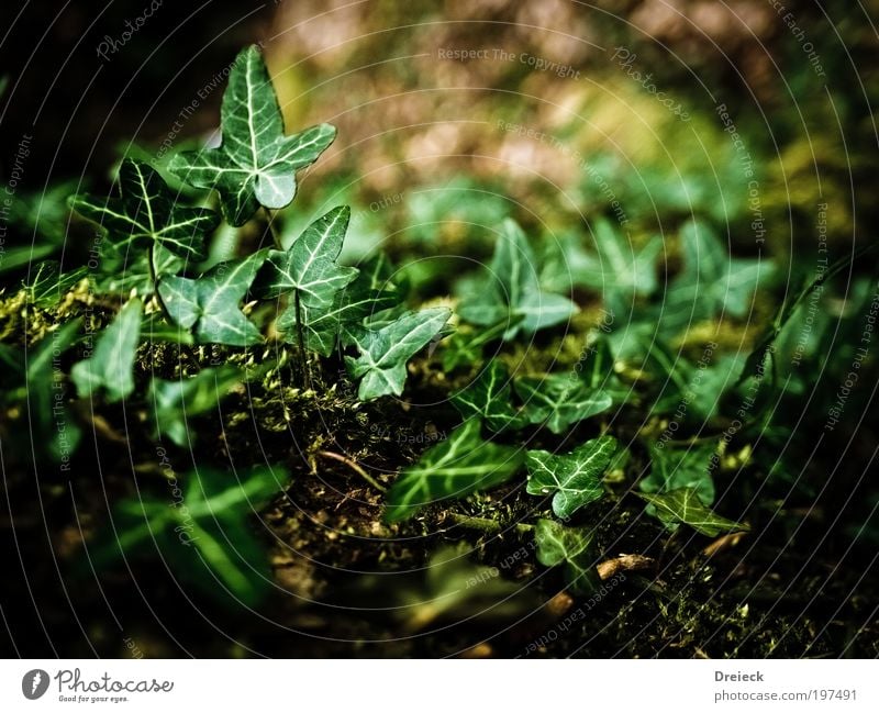 gruenlinge Umwelt Natur Pflanze Erde Frühling Blatt Grünpflanze Wildpflanze Park Urwald grün Farbfoto Außenaufnahme Tag Licht Schatten Kontrast Sonnenlicht