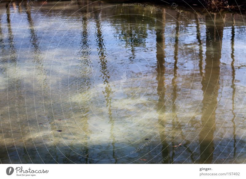 Wasserwelt I - Fischteich Natur Sonnenlicht Schönes Wetter Baum Wellen Teich blau braun grau weich unbeständig Bewegung Baumstamm durchscheinend Linie Neigung