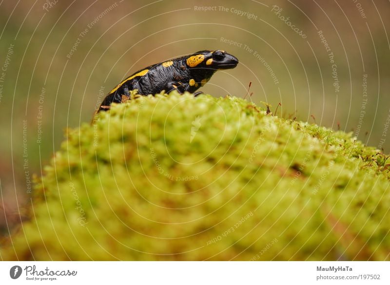 Salamandra salamandra salamandra Natur Pflanze Tier Wasser Wolken Frühling Berge u. Gebirge Wildtier Tiergesicht 1 Stein braun mehrfarbig gelb gold grün rot