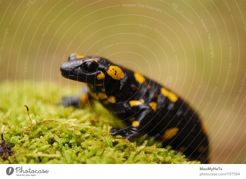 Salamandra salamandra salamandra Tier Wildtier Tiergesicht Zoo 1 Stein braun mehrfarbig gelb gold grau grün schwarz Farbfoto Nahaufnahme Detailaufnahme