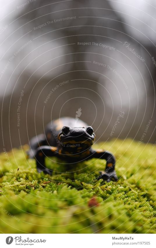 Salamandra salamandra salamandra Natur Tier Frühling Pflanze Baum exotisch Felsen Wildtier Tiergesicht Zoo 1 mehrfarbig gelb gold grün schwarz weiß Farbfoto