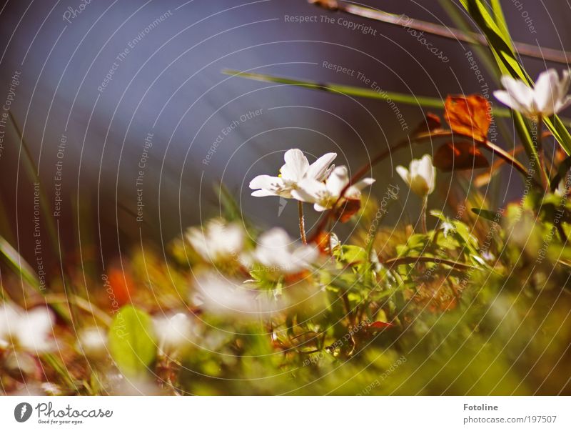 Buschwindröschen Umwelt Natur Landschaft Pflanze Urelemente Erde Frühling Klima Wetter Schönes Wetter Wärme Blume Gras Blatt Blüte Park Wiese hell grün weiß