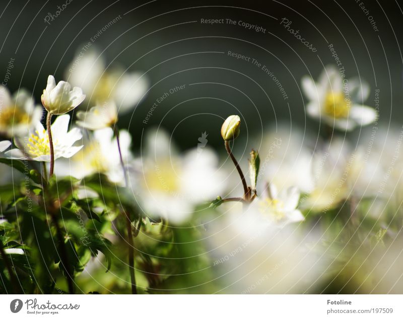 Ich blüh auch noch auf! Umwelt Natur Landschaft Pflanze Frühling Klima Wetter Schönes Wetter Wärme Blume Blatt Blüte Wildpflanze Park Wiese hell grün weiß