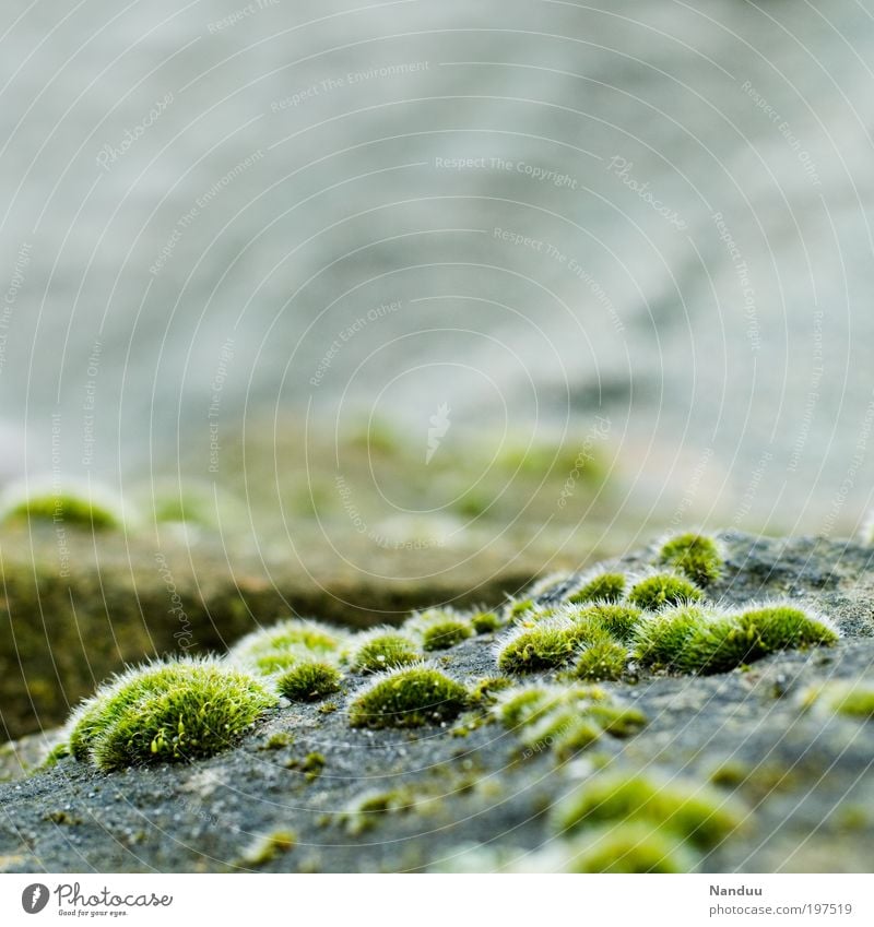 Invasion der Wuschelpuschel Natur Landschaft Pflanze Moos Park ästhetisch natürlich Stein Quaste weich zart Umwelt rund Tag Farbfoto Außenaufnahme Nahaufnahme