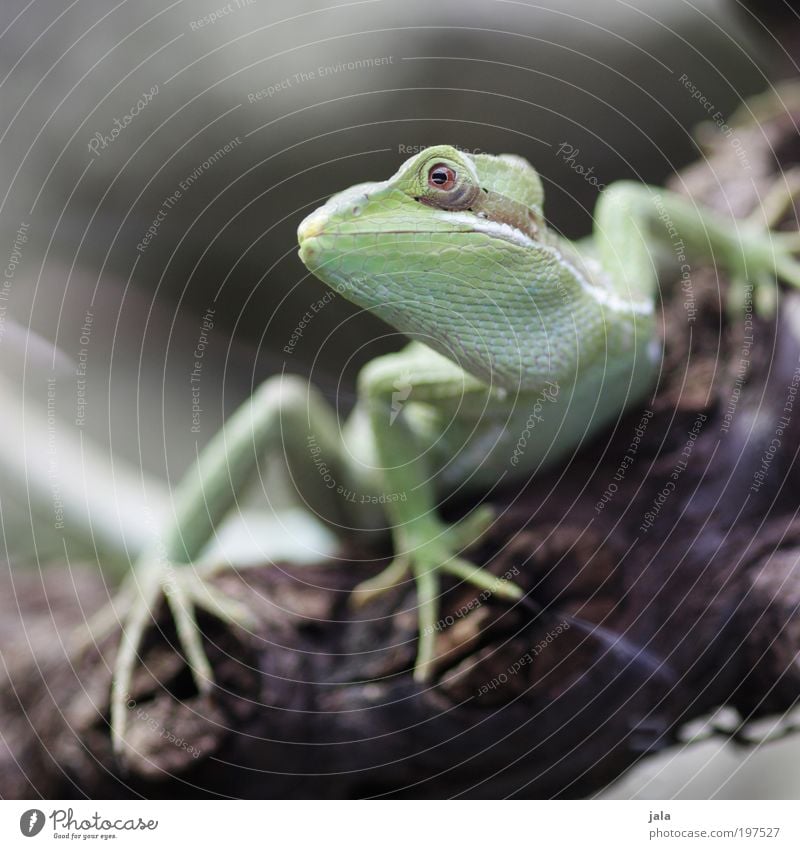 Poser [LUsertreffen 04|10] Wildtier Tiergesicht Zoo ästhetisch schön Helm Basilisk Farbfoto Innenaufnahme Tag Licht Tierporträt Wegsehen