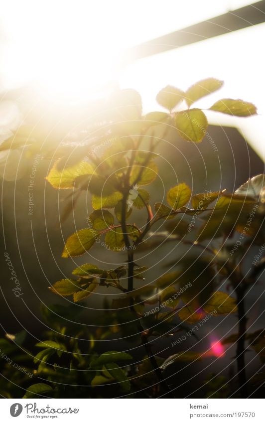 Rosenblätter Umwelt Natur Pflanze Sonne Sonnenlicht Frühling Schönes Wetter Wärme Sträucher Blatt Grünpflanze Rosengewächse Garten Duft leuchten Wachstum hell