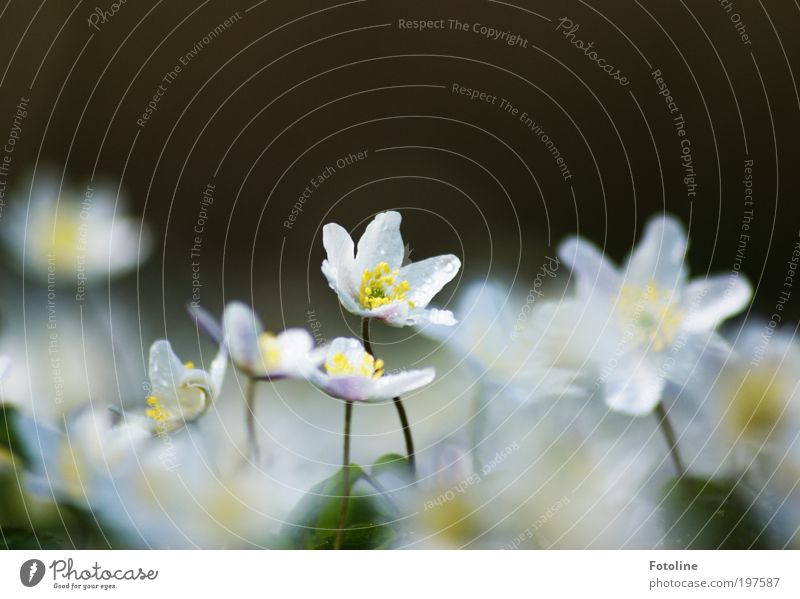 199 Buschwindröschen ... Umwelt Natur Landschaft Pflanze Urelemente Wasser Wassertropfen Frühling Klima Wetter Schönes Wetter Wärme Blume Blatt Blüte Park Wiese