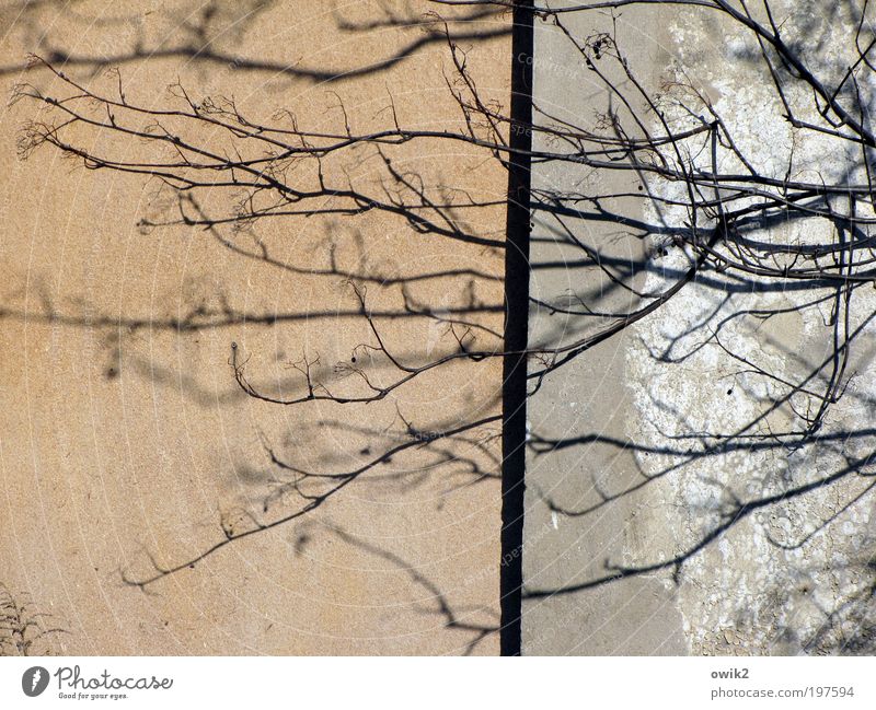 Lebenslinien Natur Pflanze Baum Ast Zweig Haus Bauwerk Gebäude Architektur Mauer Wand Fassade alt Wachstum Armut Einsamkeit stagnierend Verfall Vergänglichkeit