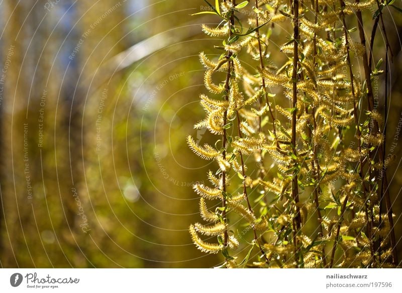 Frühling Umwelt Natur Pflanze Klima Wetter Schönes Wetter Baum Blume Sträucher Park Holz ästhetisch dünn Freundlichkeit Fröhlichkeit saftig braun gelb gold