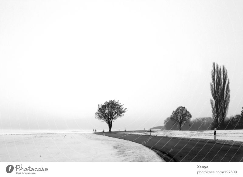 Schneelandschaft Landschaft Wolkenloser Himmel Winter Baum Feld Landstraße Romantik ruhig kalt weiß schwarz Schwarzweißfoto Außenaufnahme Menschenleer