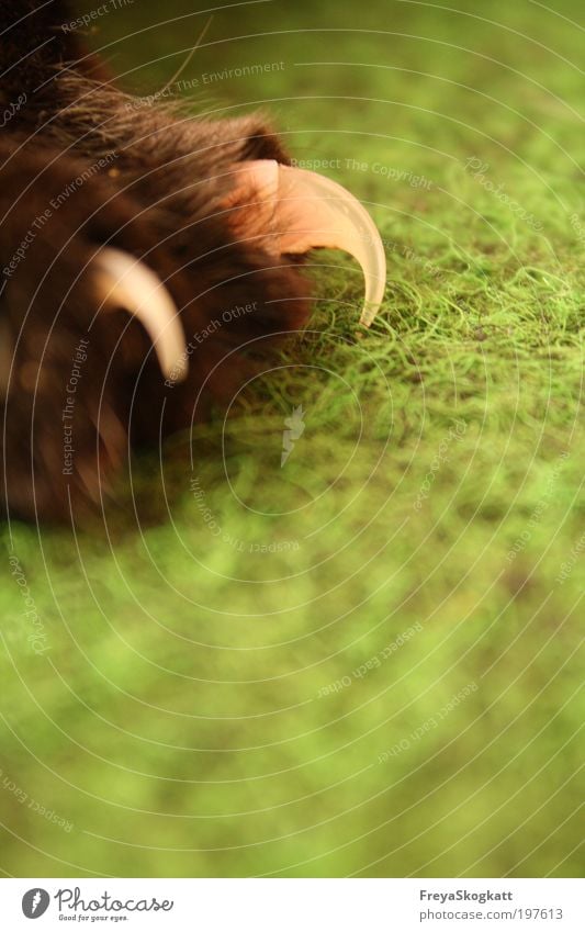 hängen geblieben Tier Haustier Katze Fell Pfote 1 berühren warten Aggression fest frech hell listig rebellisch braun grün Gefühle Optimismus Erfolg Kraft