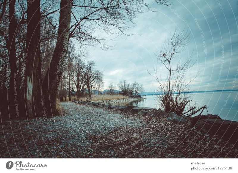 Natur am See Ausflug Freiheit Landschaft Erde Wasser Himmel Wolken Frühling Wetter Pflanze Baum Gras Sträucher Seeufer Bucht Stein Waldstück Gewässer Bodensee