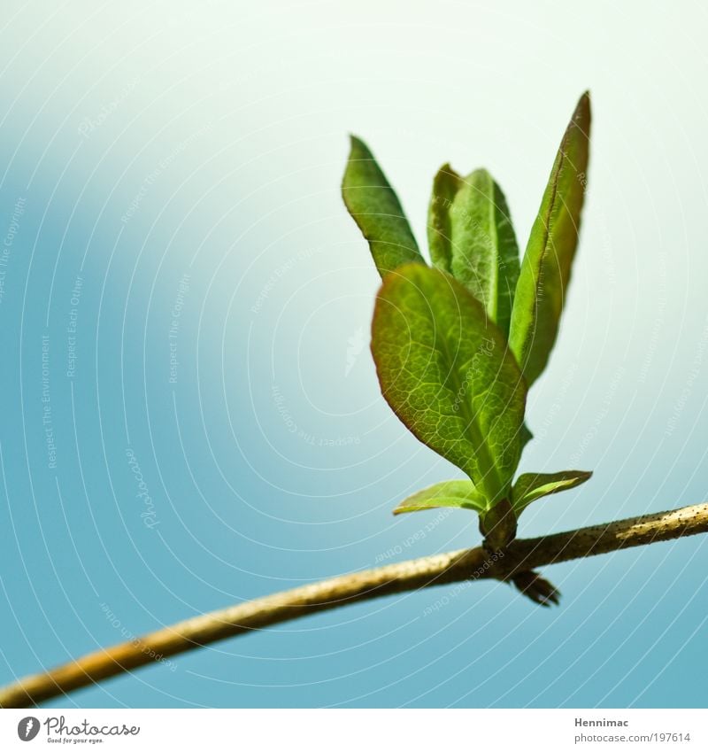 Durchbruch. Gesundheit Leben Duft Gartenarbeit Erfolg Kunstwerk Umwelt Natur Tier Himmel Klima Pflanze Baum Sträucher Blatt Blüte Grünpflanze Wildpflanze atmen