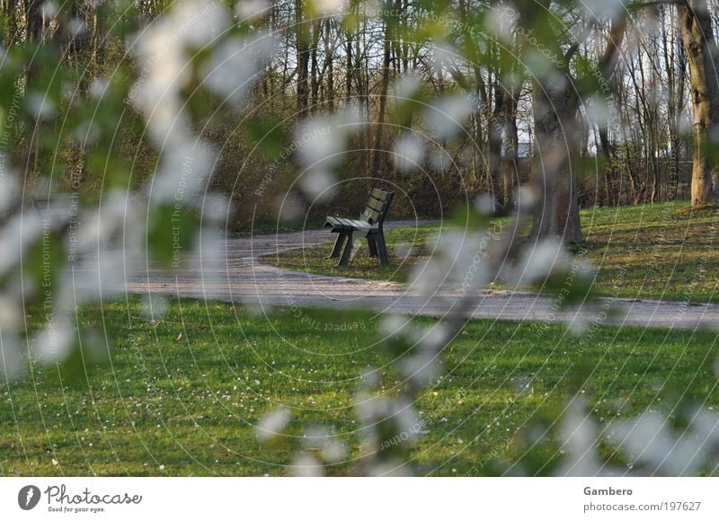 Einsamkeit Natur Pflanze Baum Gras Sträucher Park Wiese Stimmung Erholung Freizeit & Hobby Kraft ruhig Zeit Farbfoto Außenaufnahme Menschenleer Abend Unschärfe