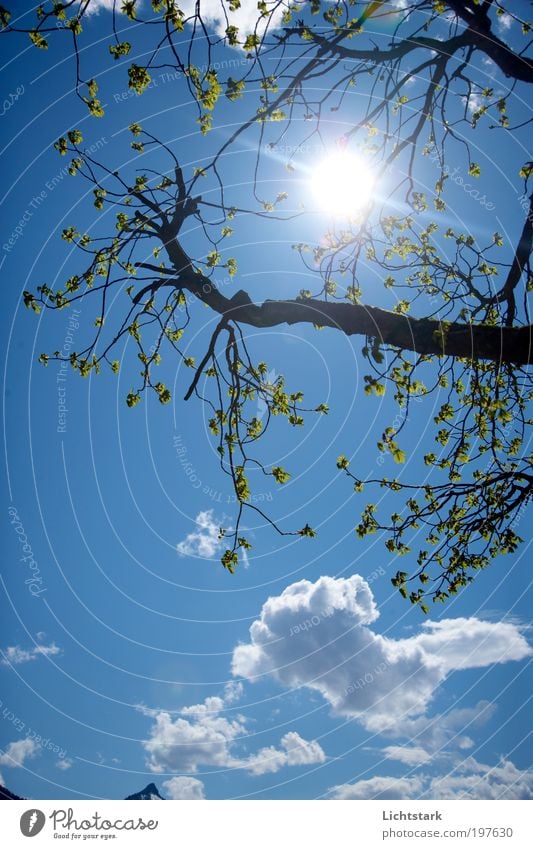 vom leben und sterben IV Leben harmonisch ruhig Ferien & Urlaub & Reisen Ausflug Freiheit Umwelt Natur Luft Himmel Wolken Sonne Sonnenlicht Frühling Baum Holz